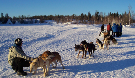 chiens de tra&icirc;neau